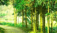 描写山林景色的句子