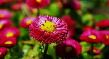 成语与花草