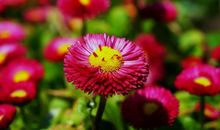 带有花草的成语