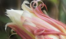 关于昙花的比喻句