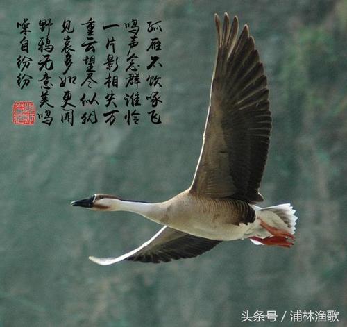 鸟有什么经节