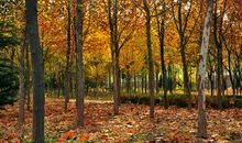 秋天悲凉的诗句