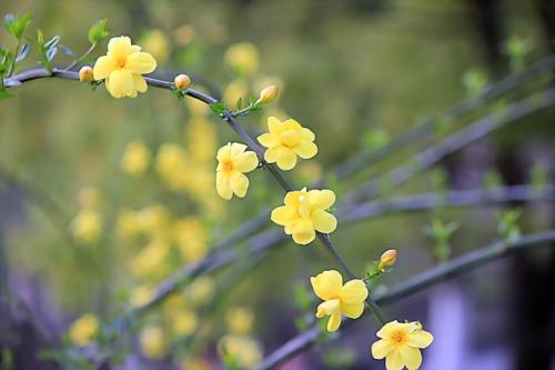 茉莉花的寓言句