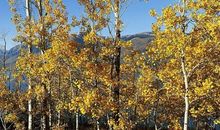 秋天的树林比喻句