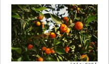 形容桔子的比喻句