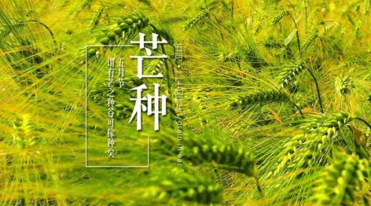 关于芒的节气的谚语