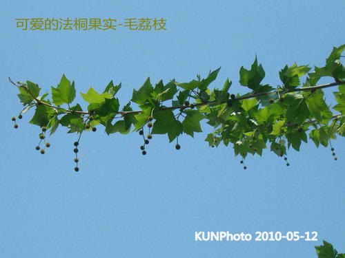 这棵树是什么样的隐喻