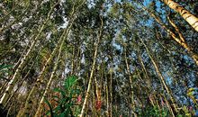 保护花草树木的名言