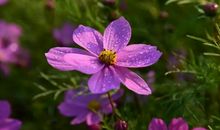 公园里的花比喻句