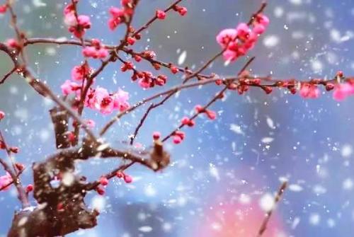 雪诗