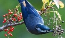 用拟人句写小鸟