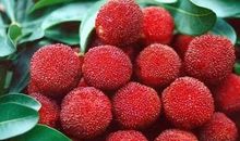 关于杨梅的比喻句