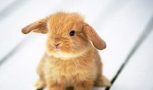 关于兔子的英文谚语