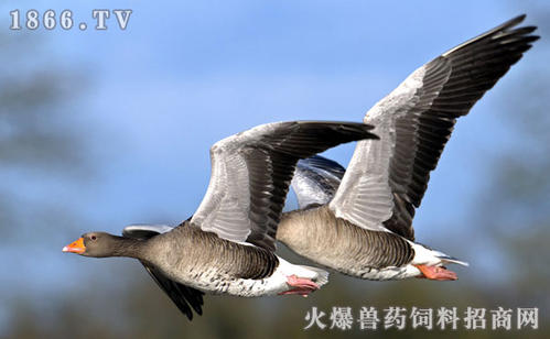 关于野鹅的寓言