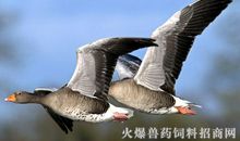 关于大雁的比喻句