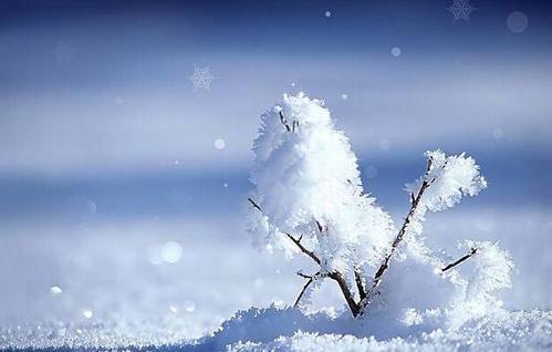 雪句