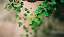 描写校园春景的句子