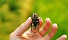 描写蝉叫的句子