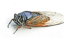 描写夏天蝉叫的句子