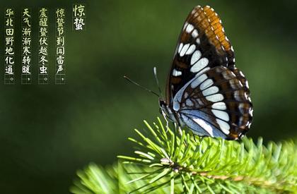 惊喜节谚语