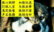 关于狼或鹿的歇后语