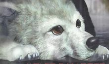 关于马和狼的歇后语