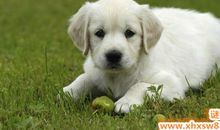 关于狗的英文谚语