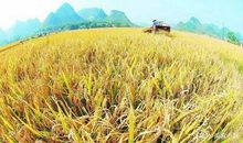 关于大暑的谚语诗词