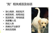 狗和老鼠的歇后语