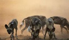 鹿和狼的歇后语