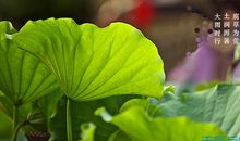 关于大暑的谚语