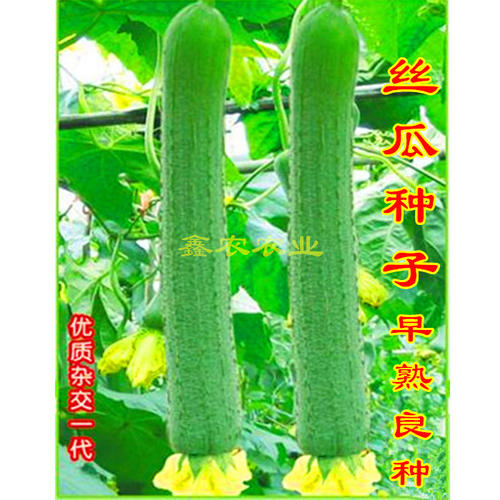 丝瓜络寓言