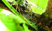 描写蝉叫声的句子