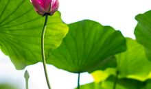 带有莲花的诗句