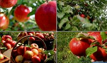 关于梨树的比喻句