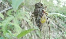 描写夏天蝉的句子