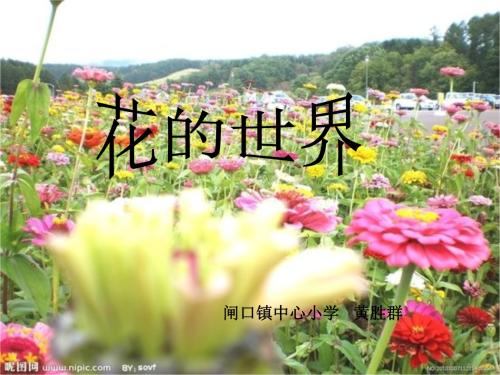 关于野花的寓言