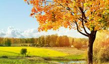 关于描写秋天的语句