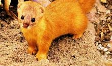 黄鼠狼觅食歇后语