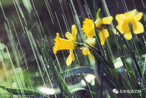 为春雨写好句子