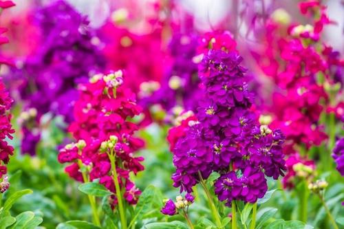秋花