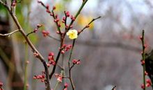 腊月里的梅花歇后语