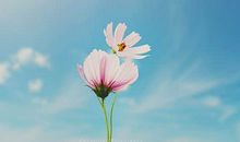 失落而伤感的说说大全