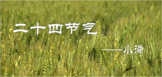 谚语小曼