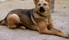 与狗有关的谚语