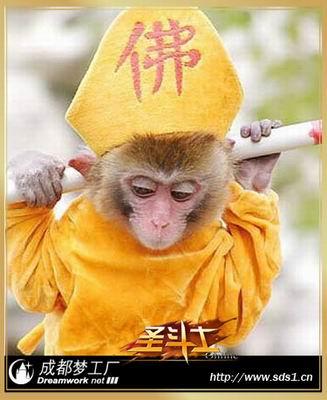 猴子转筋