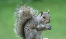 松鼠像什么比喻句