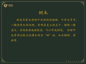 古代谚语树
