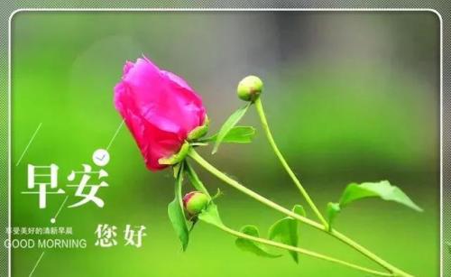 清晨拟人化