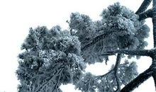 形容雪松的句子